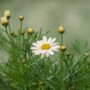 Daisy – Sassy White – 4.5″ Pot